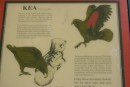 Some interesting info about the kea birds we have seen.