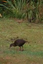 A weka!  One of the flightless birds found in New Zealand.  We had several weka roaming around our campsite - a very rare experience from what we hear! 