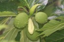 Breadfruit is a big part of the diet on Fanning Island.  There are breadfruit trees in every yard!