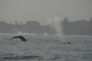 Just as we rounded the breakwater leaving Hilo Bay, we were greeted by a small pod of whales - very cool!