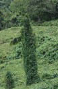This ivy covered palm tree reminded me of something out of Fantasia!  The Disney illustrators must be well traveled! :)