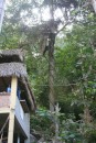 A house in Yelapa - they were all pretty much like this - on stilts for the water that rages during the rainy season and no windows or doors - just open air!  I really liked the tree that was by it with all the vines growing around it!