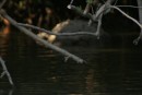 The camera focused on the branch instead of the croc, but you can see how big this crocodile was!!!