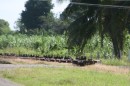 A sugar cane train!  One of Fiji