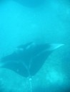This manta was smaller, but had great markings.  We were calling him Mr. Raccoon!
