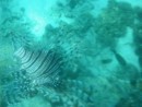 Our first lion fish!  It