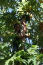This little boy practically ran up this pawpaw (papaya) tree and started throwing papayas down for us.