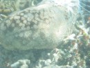 A giant sea cucumber - when Glen "tickled" him, he spit out long white ribbony looking things!