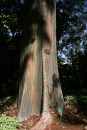 A beautiful rainbow, or painted, eucalyptus tree.  This one was in a botanical garden, but we saw them growing "wild" in several places.