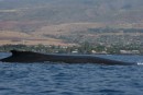 The western coast of Maui is the humpback whales favorite place to hang out.  They migrate here from the cold waters way up north for some vacation time, okay, so the experts say birthing and mating time, here in Hawaii! 