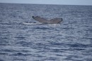 We had a whale escort on the way to Hunga Island.  This was the tail of the baby that was right by our boat!   There were 2 adults and a baby - very cool!