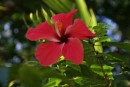 A standard red hibiscus!