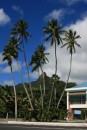 A circle of coconut palms right at the traffic circle in Rarotonga. 