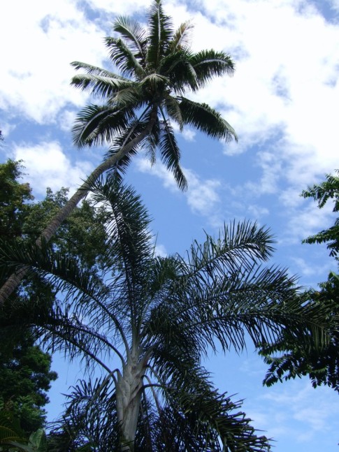 Beautiful palms