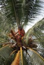 Picking coconuts