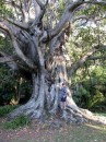 Steve Under a Giant Fig Tree, Kawau Island