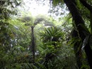 Hiking Through the Rainforest on Tafahi Island
