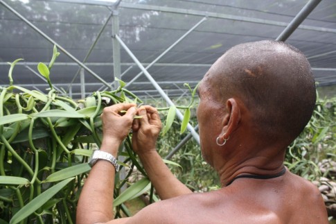 Francoise, Hand Pollinating the Vanilla Flowers