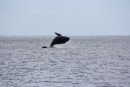 Humpback Whale In The Anchorage!