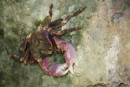 Crab On the Wall Face In Togo Chasm