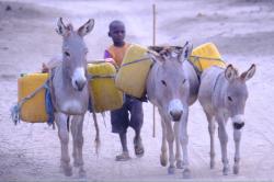 Donkeys To Haul Water