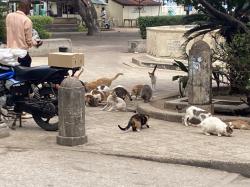 Stray Cats Being Fed.  There Are Hundreds!