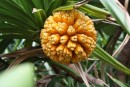 Pandanus fruit