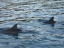 Dolphins Around Kattywompus