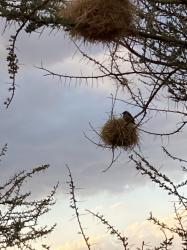 Weaver and  Nest