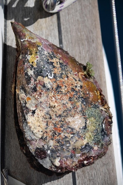 Giant mussel shell