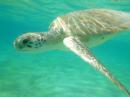 Snorkelling with the turtles