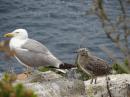 Keep to the paths: Ons is a National Park a haven for birds and marine life