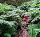 Cubo de Galga walk: Amongst the giant ferns