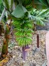 Bananas: Grown all over the island