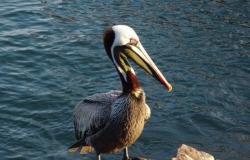 And finally a rather handsome Brown Pelican