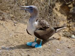 The Blue footed Booby