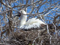 Nazca Booby: There are three types of Booby in the Galapagos and the Nazca is the largest. This species is not endangered and is common in the Pacific