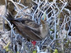 Red Footed Boobie: This species is rarer than the Blue Footed and still nests in a tree. The colour of the feet is due to the type of fish they eat. I just love the brightly coloured eye and beak.
