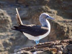 Male Blue footed Booby: This male was doing a dance to impress a female. He will tilt his head back and whistle to her. The dance is apparently unique and pairs identify each with their little dance.