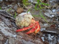 Hermit Crabs galore