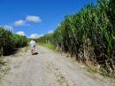 Walking amongst the sugar cane
