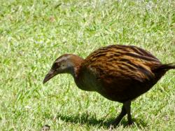 Weka bird: One of the endemic flightless birds of NZ. There has been a huge conservation effort to eradicate introduced species such as rats, stoats and possums to save these ground nesting/flightless birds including the Kiwi