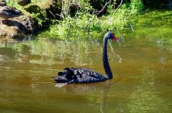 Black Swan: Rarely will you see a white swan in NZ