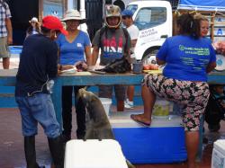 Santa Cruz Fish Market: The sea lion was like a big fat Labrador just waiting to be fed. The relationship between the locals and the animals is so heart warming. 