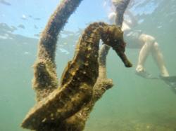 Los Tunnels-Galapagos Seahorse:  Once in a lifetime to see a Seahorse in the wild