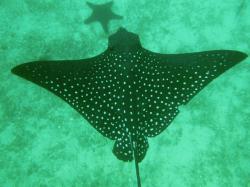 Los tunnels- Eagle Ray: We also swam with a whole school of Golden Rays
