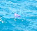 Mysterious sail/jelly fish: This neon pink floating fish (the upper part was like a sail) floated past us as we sailed to the entrance of the Panama Canal.  We have seen the same type of animal in all the southern oceans.  Not sure what it is!