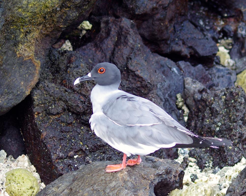 Galapagos Swallowtail Gull: This nocturnal gull has highly developed rods in it