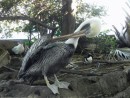 Pelican, Charleston Aquarium