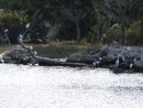 Egrets in Florida